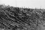 The Tunguska Event