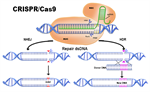 CRISPR-Cas9 Gene Editing
