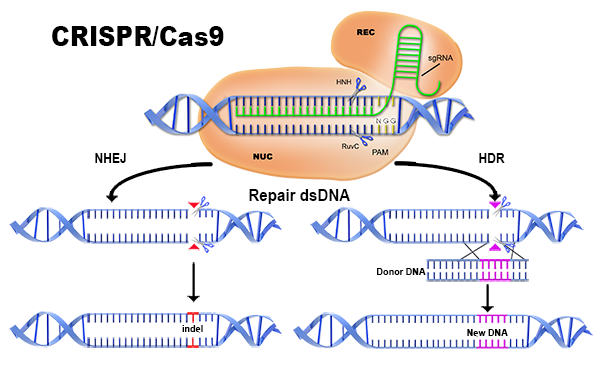 CRISPR-Cas9 Gene Editing