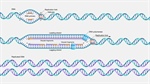 DNA Replication Unveiled