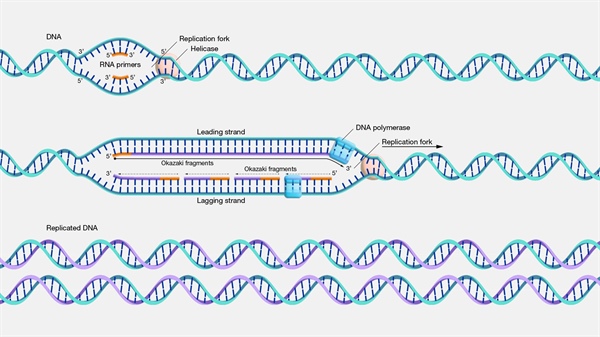 DNA Replication Unveiled